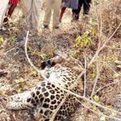 Leopard death caused by poisoned chicken baits