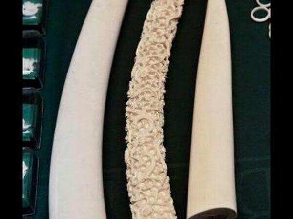 Ivory possession: Vigilance QV against Mohanlal