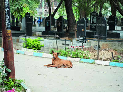 Sterilise, feed stray dogs at graveyards: Animal activists