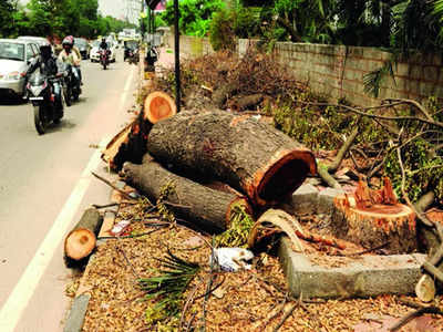 Thousands of Bengaluru’s trees face the axe