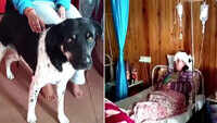 Darjeeling: Brave Dog ‘Tiger’ saves 58-year-old owner from leopard attack 