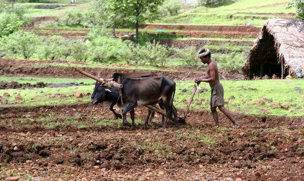 Farmer suicides in Marathwada: 1,129 deaths recorded in 2025, the highest in 5 years; Beed worst hit at 256