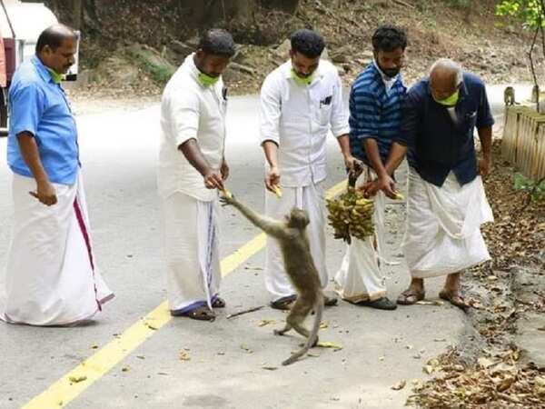 Coronavirus: Panchayat authorities feed monkeys during lockdown in Kozhikode
