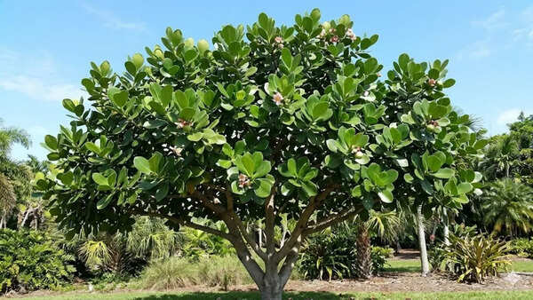 Why the tropical tree Clusia rosea only “breathes” at night and what scientists discovered