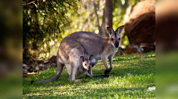 The fascinating swamp wallaby
