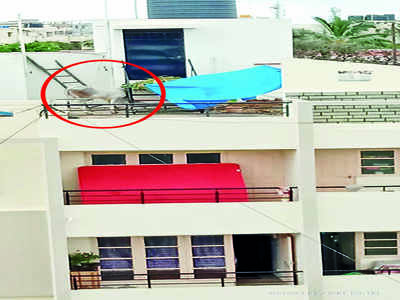 Cow rescued from terrace of 6-floor building