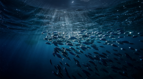The ocean's biggest secret happens while you are asleep
