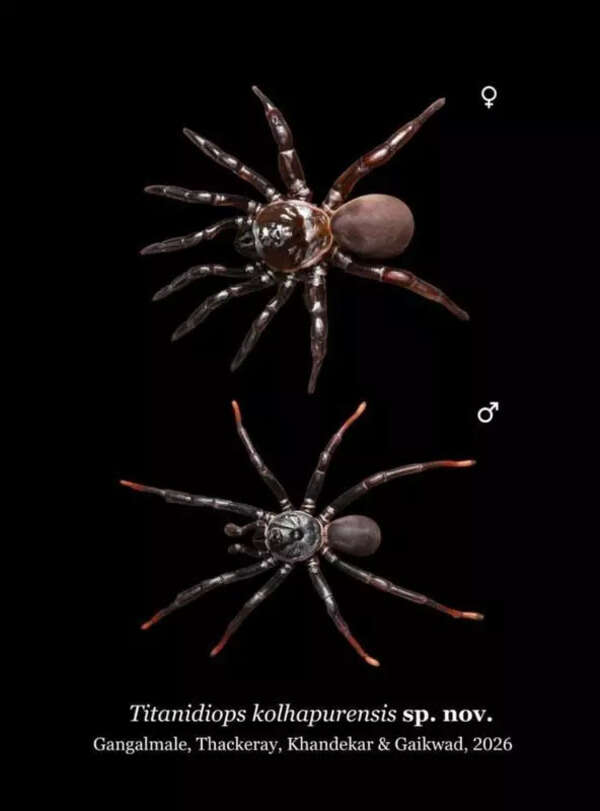 New trapdoor spider species discovered in Kolhapur grasslands