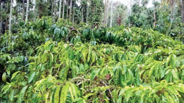Coffee growers in Kerala expect better crop