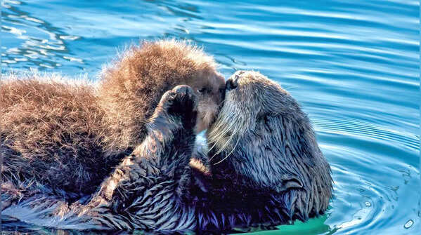 7 of the happiest animals in the world