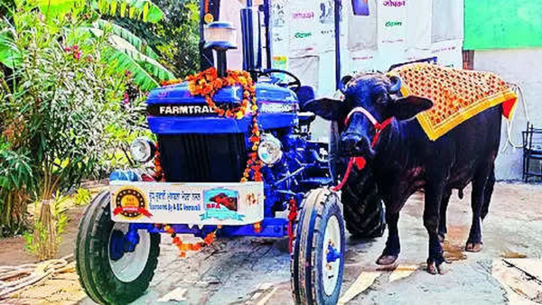Milk record: Murrah buffalo wins tractor at Barnala fair