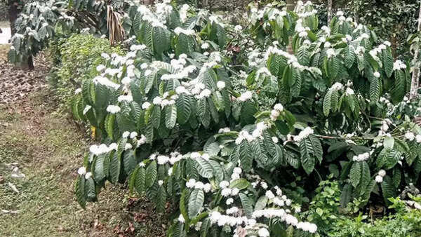 Karnataka: Youngsters follow unconventional methods to grow coffee