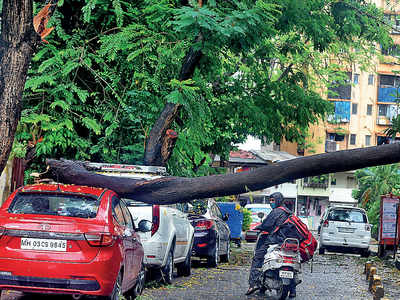 Cyclone Nisarga: Over 100 trees fall in city, but spare lives
