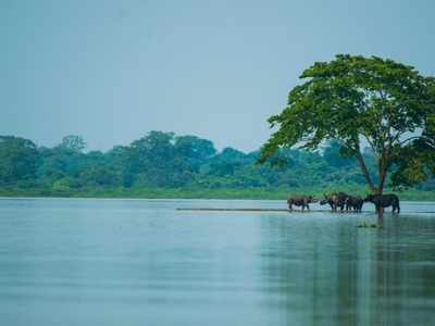 Assam floods: 108 animals die at Kaziranga National Park