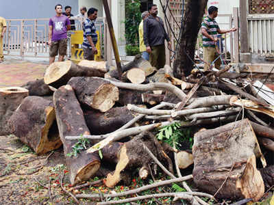 Four injured in Mumbai's Dadar area as tree falls during rain