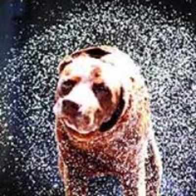 The science behind the wet doggy shake