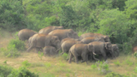 Woman, infant killed in separate elephant attacks in Chhattisgarh