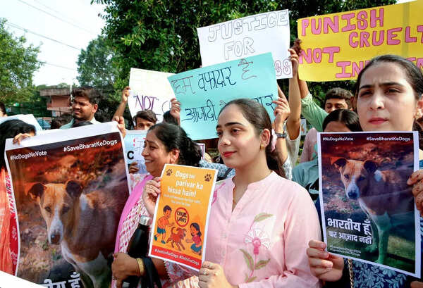 Deeply concerning and inhumane: Activists slam HC stray dog order