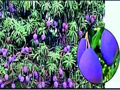 Fake News Buster: Purple mangoes?