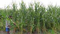 India faces protracted slowdown as virus clouds rural revival 