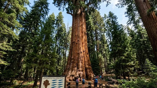 The unbelievable reality of Sequoia National Park, where a tree weighs more than 10 blue whales