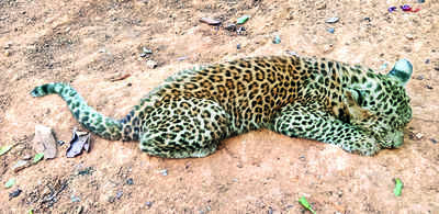Mumbai: Leopard cub naps near tribal homes, mom picks it up hours later