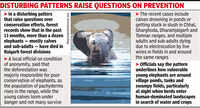 Elephant calf's drowning triggers worry over deaths & deforestation in Chhattisgarh's Raigarh