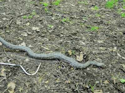 Pics: Venomous viper found in lawns of former CM Omar Abdullah’s residence in Srinagar