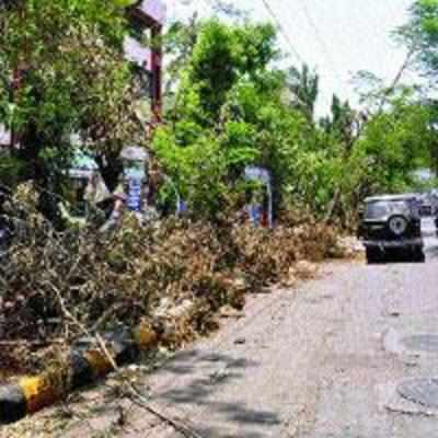 TAC more involved in tree chopping than tree plantation