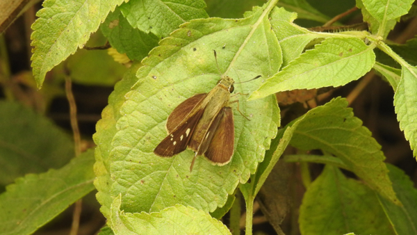 Delhi's annual week-long butterfly census records 75 species with the Blank Swift documented for the first time