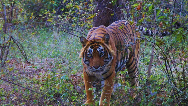 Watch: Ranthambore tiger surrounded by safari vehicles, viral video sparks outrage