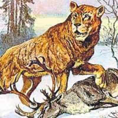 Ancient '˜supersize' lions prowled Europe