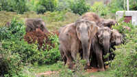 Straying elephants trample two villagers to death in two districts of Jharkhand