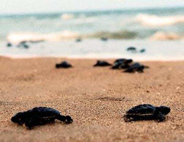Visakhapatnam: Mechanised fishing behind Olive Ridley deaths, say NIO scientists