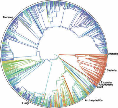 ‘Tree of life’ for 2.3 million species released