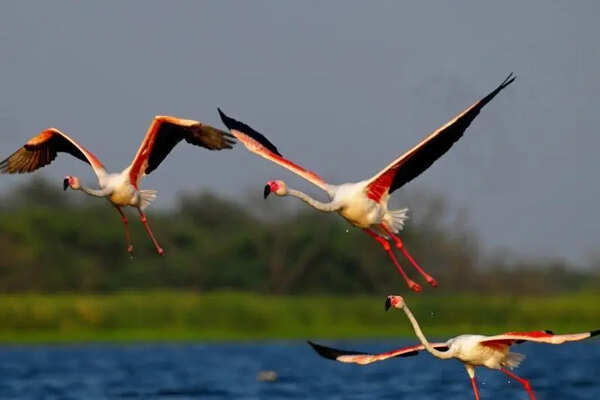 Nandur Madhyameshwar turns into pink paradise as flamingos descend in rare summer spectacle
