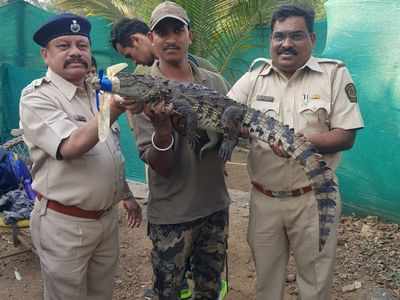 Watch: Young crocodile rescued from a pond in Thane, released in its natural habitat