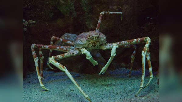 ​Japanese spider crab