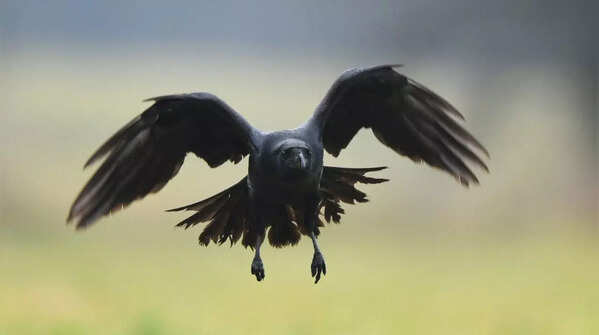 Ravens