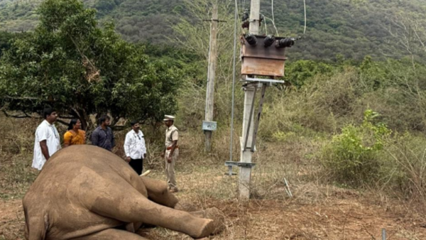 Tusker electrocuted as it pulls low-hanging electric wire near Coimbatore