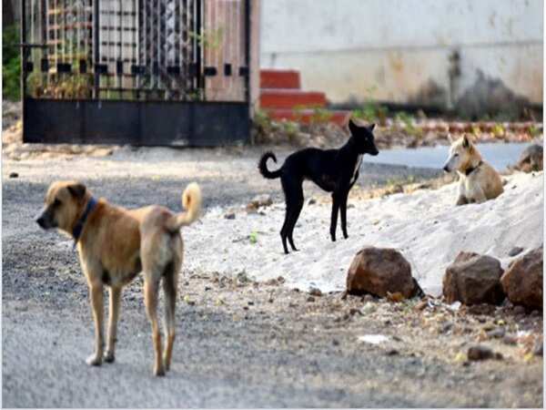 In a 1st, online beauty pageant for strays