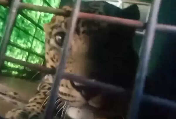 Leopard caught in forest department trap in Wayanad