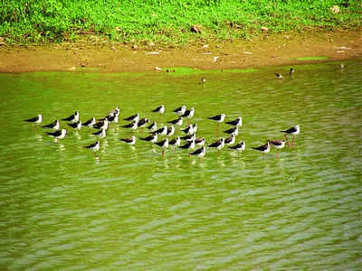 Chunchaghatta Lake faces ecological crisis