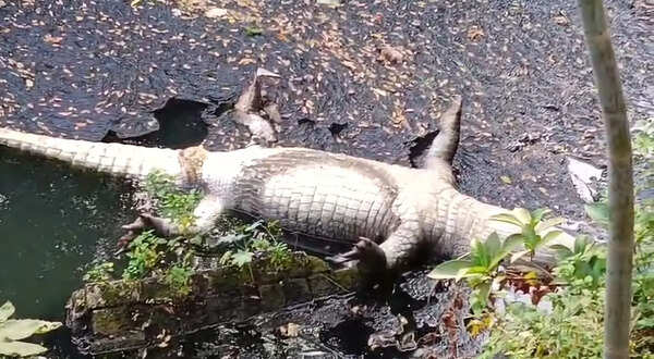 Crocodile found dead MSU campus drain