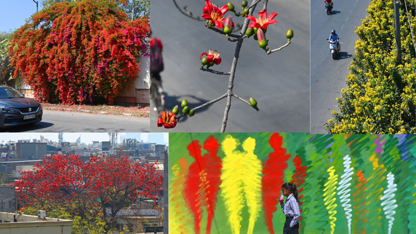 How spring has set Delhi ablaze