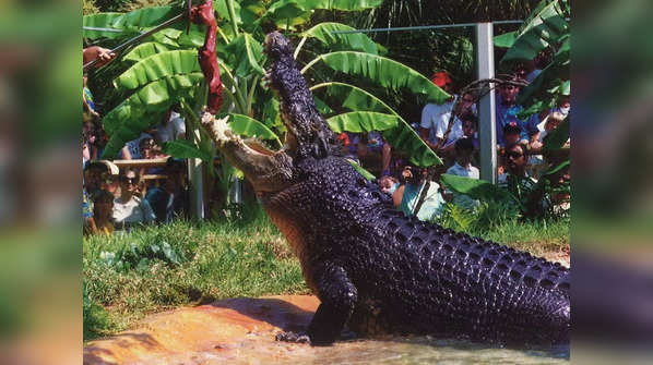 The largest crocodiles that ever lived