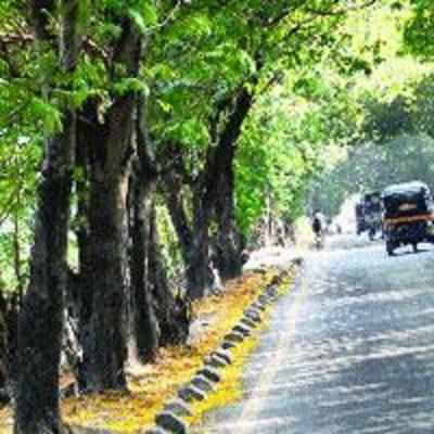 NMMC goes along with the forest dept to plant over one lakh trees