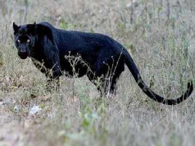 Photographer couple gets rare black panther sight in Karnataka forest