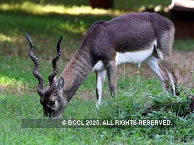 Four blackbucks die after attack by stray dogs in Pune