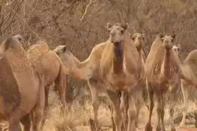 23 Haryana camels slaughtered on Hyderabad outskirts